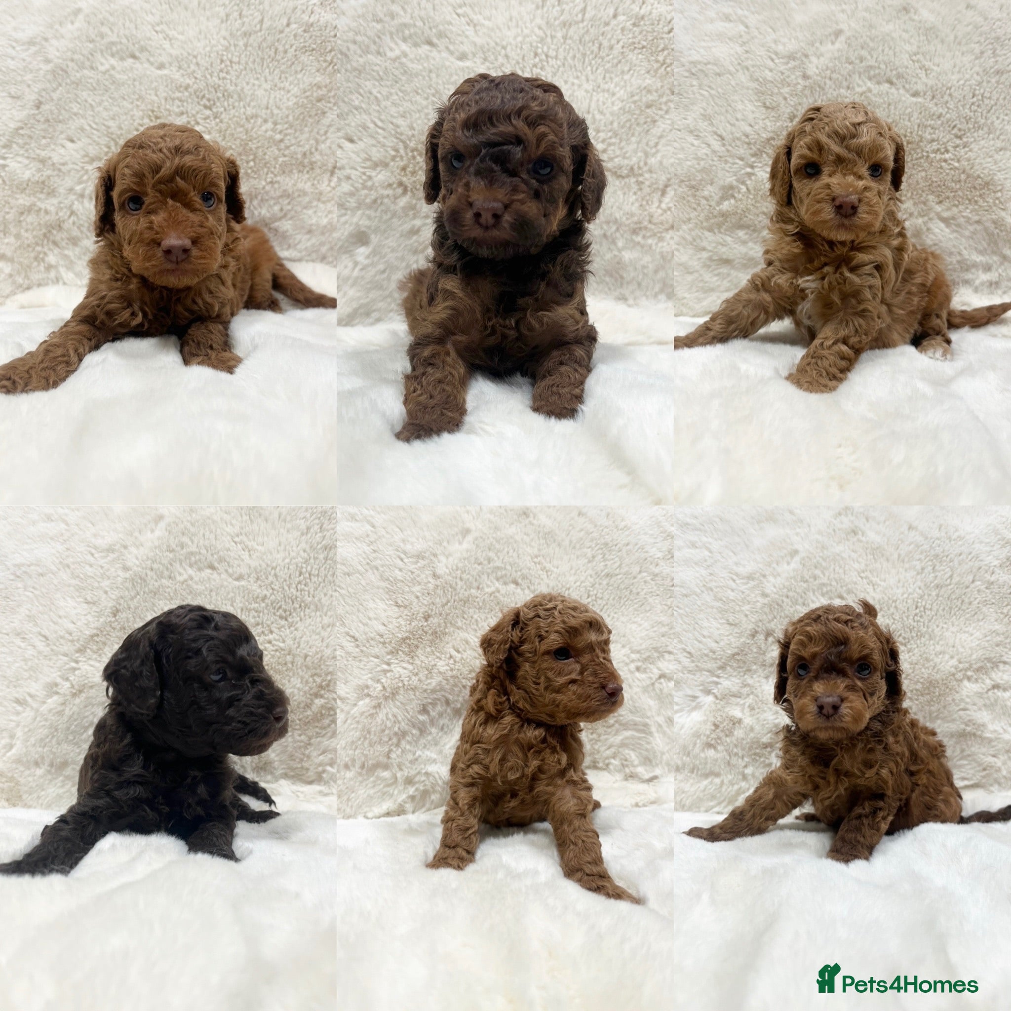 Cavapoochon dogs CAVAPOOCHON PUPPY GIRLS/BOYS HEALTH TESTED - Advert 1