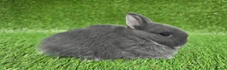 Netherland Dwarf rabbits for sale: Netherland dwarf kits *read ad* - Advert 2