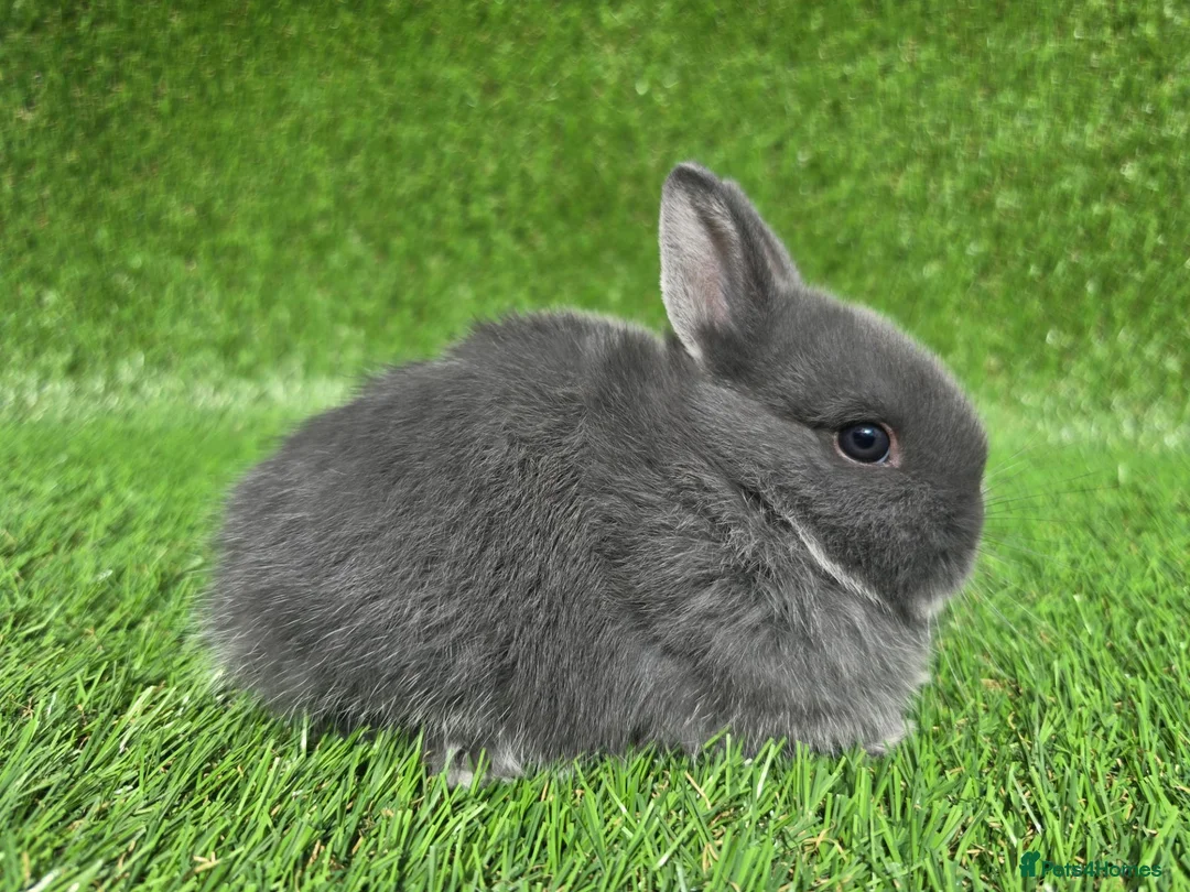 Netherland Dwarf rabbits for sale: Netherland dwarf kits *read ad* - Advert 2
