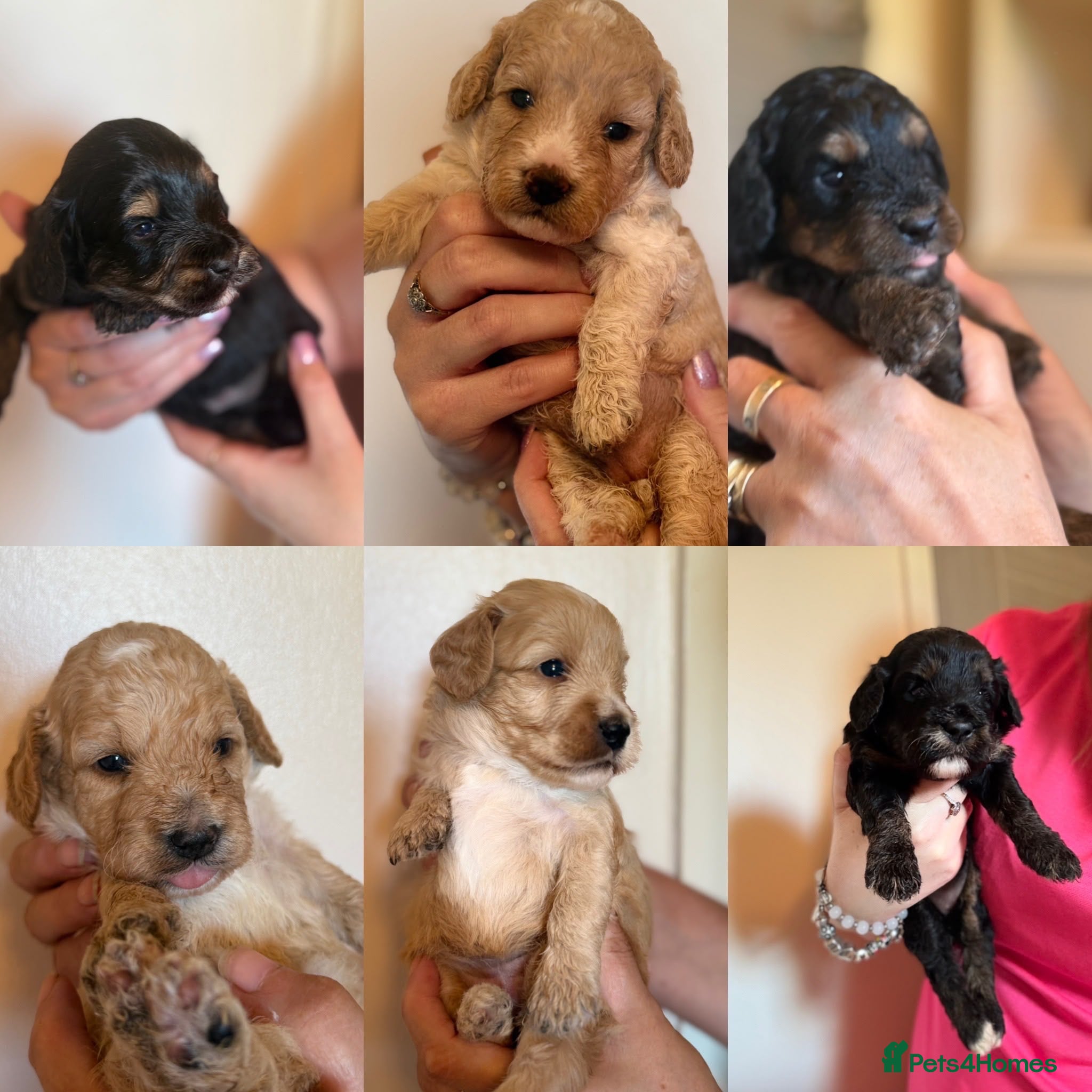 Cockapoo dogs F1b cockapoo 5 female 1 male - Advert 2