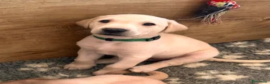 Labrador Retriever Green Collar Puppy