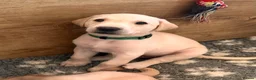 Labrador Retriever dogs for sale: Beautiful KC Reg Labrador Puppies: Ready 1st May - Advert 15