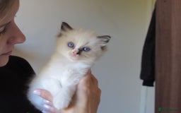 Ragdoll cats for sale: 🎀Beautiful Ragdoll kittens (TICA reg)🎀 - Image 22