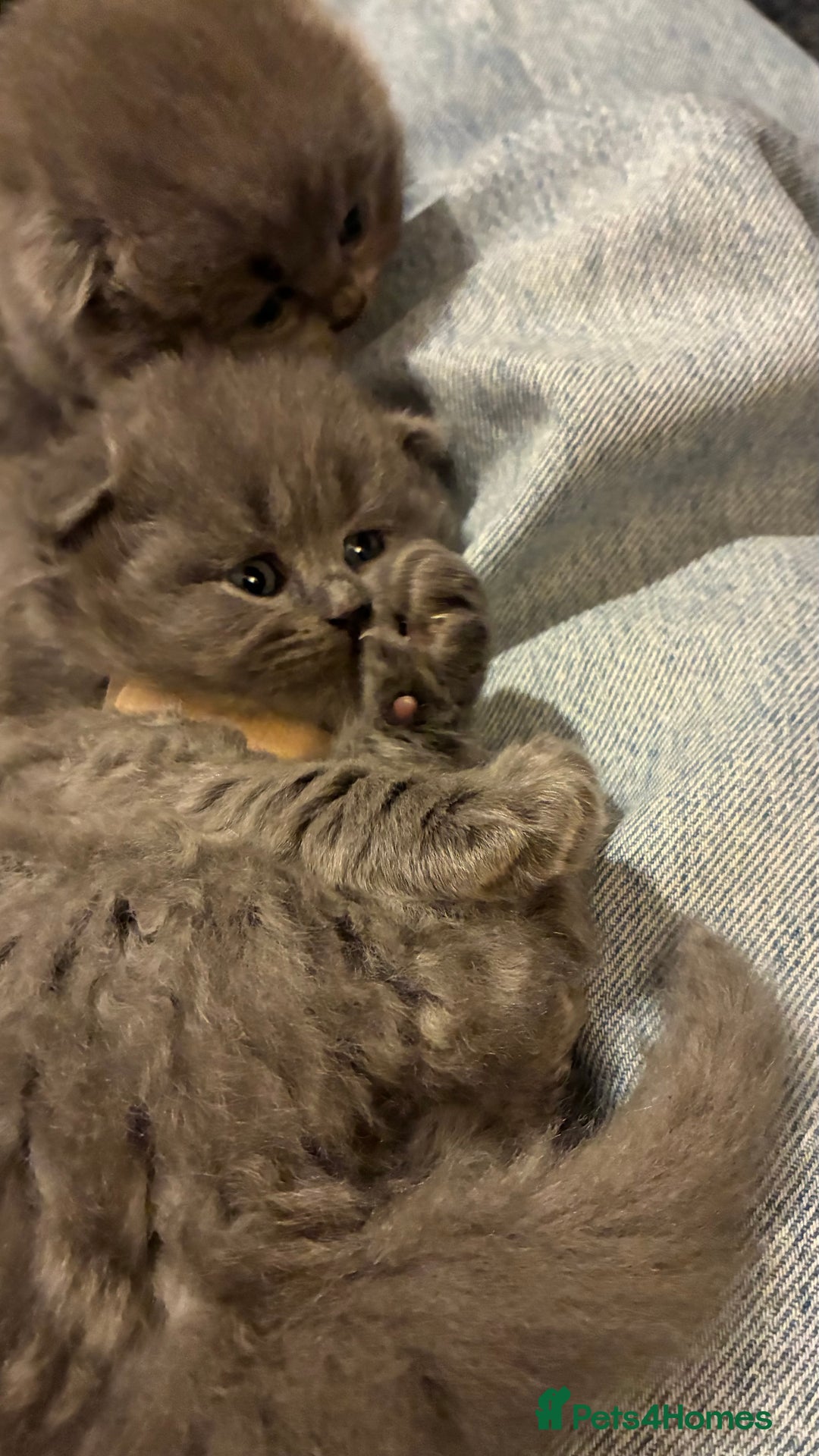 Scottish Fold cats for sale: 6 beautiful Scottish fold kittens - Advert 5