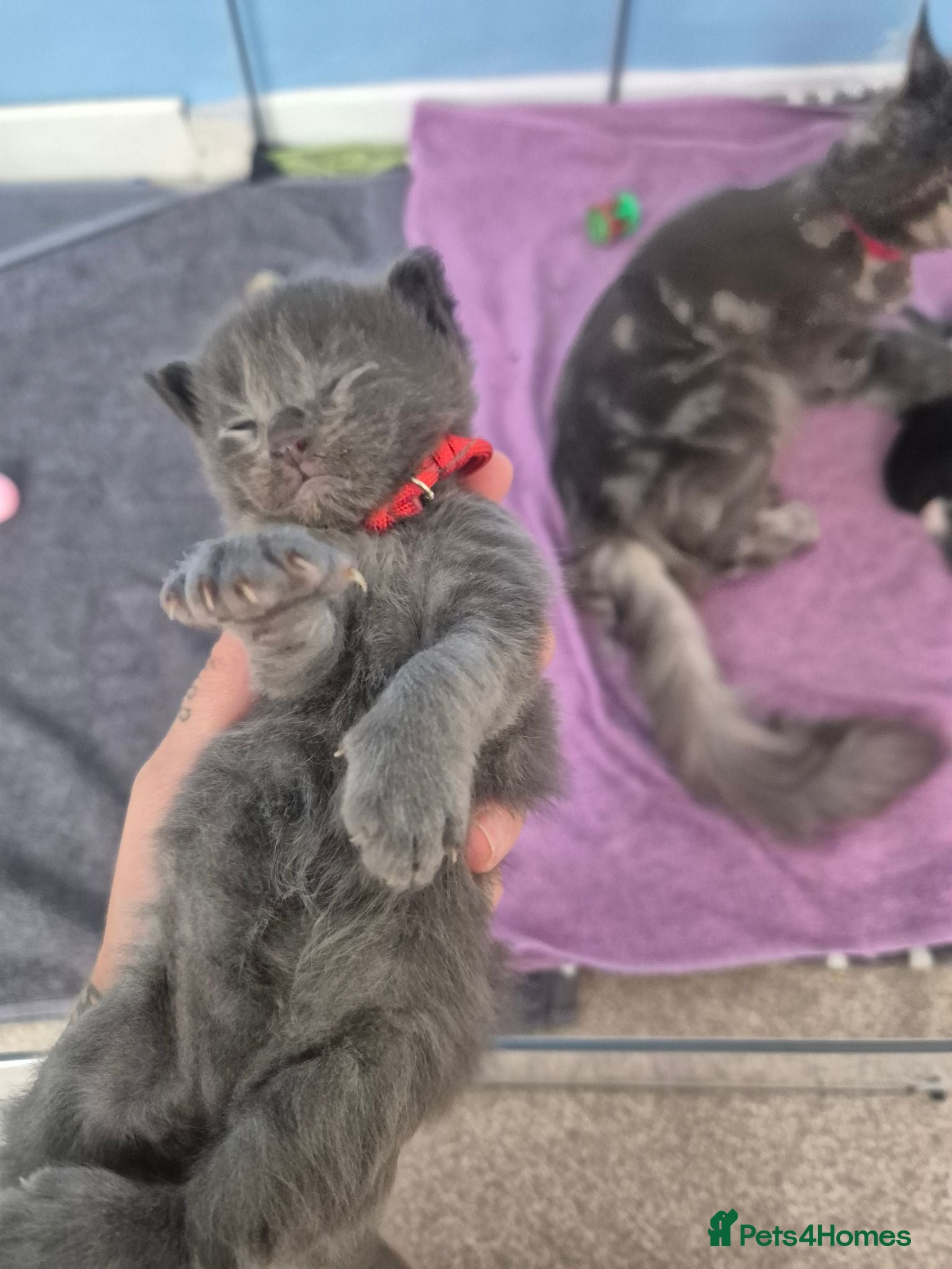 Maine Coon cats Stunning Maine Coons for sale must see 🥰 - Advert 2
