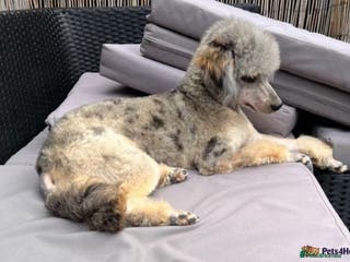 Miniature Poodle dogs Health Tested, Blue Merle Phantom Miniature Poodle in Middlesbrough - Advert 20
