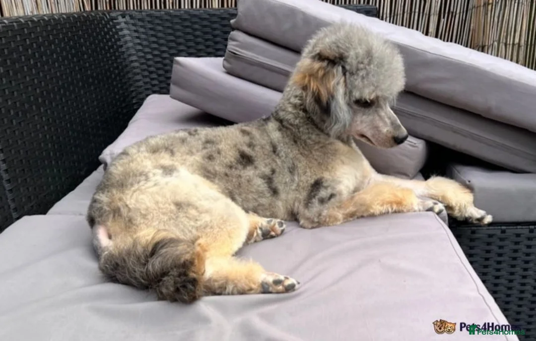 Miniature Poodle dogs for stud: Health Tested, Blue Merle Phantom Miniature Poodle in Middlesbrough - Advert 1