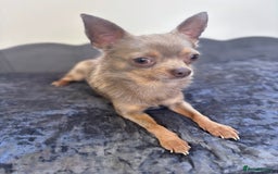 Chihuahua dogs for stud: KC Reg lilac Stunning Stud Boy in Bury Saint Edmunds - Image 9