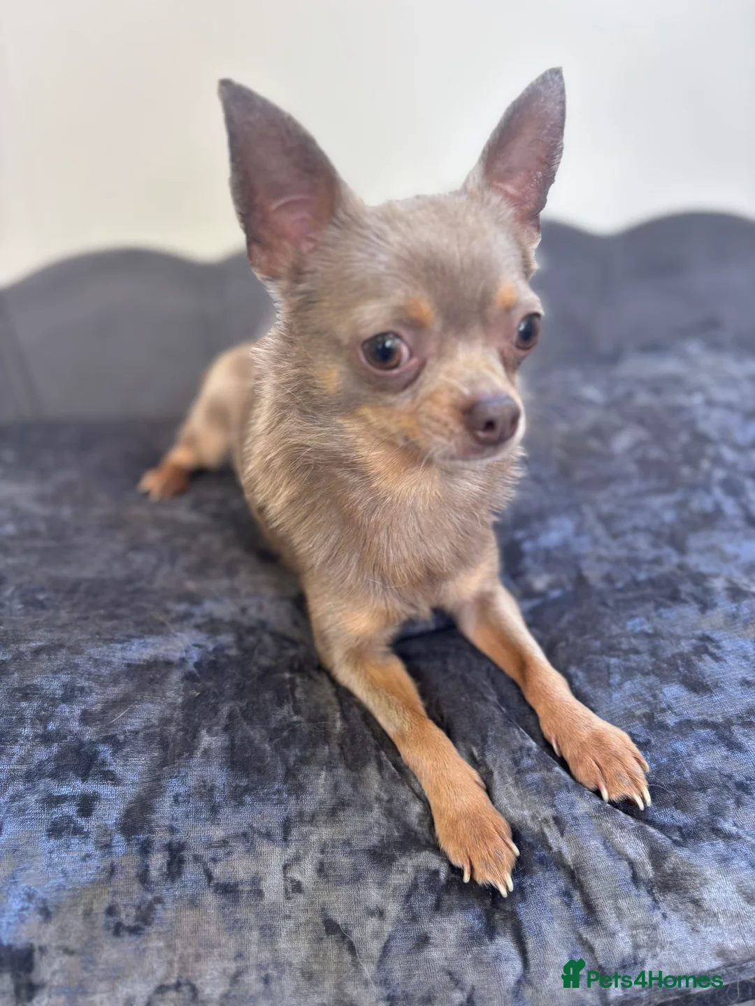 Chihuahua dogs for stud: KC Reg lilac Stunning Stud Boy in Bury Saint Edmunds - Advert 9