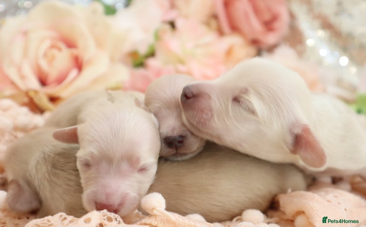 Miniature Dachshund dogs - Advert 3
