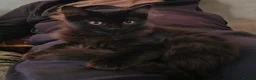 Mixed Breed cats for sale: Three beautiful black kittens  in Llanon - Advert 5