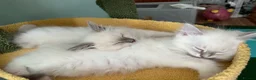 Ragdoll cats for sale: 3 Lilac Blue Ragdoll Little Girls 9wks old  in Colchester - Advert 15