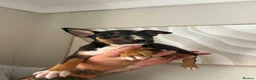 English Bull Terrier dogs for sale: English bull terrier puppies for sale - Advert 6