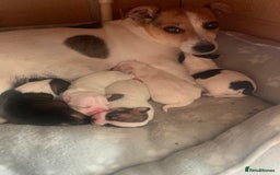 Mixed Breed dogs for sale: Little puppy looking new home  - Image 5