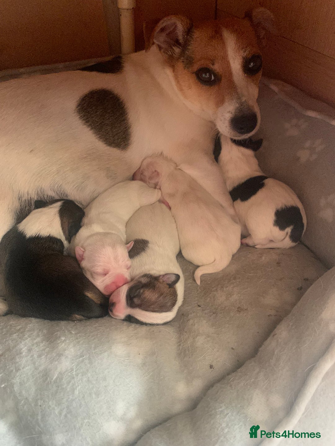 Mixed Breed dogs for sale: Little puppy looking new home  - Image 5