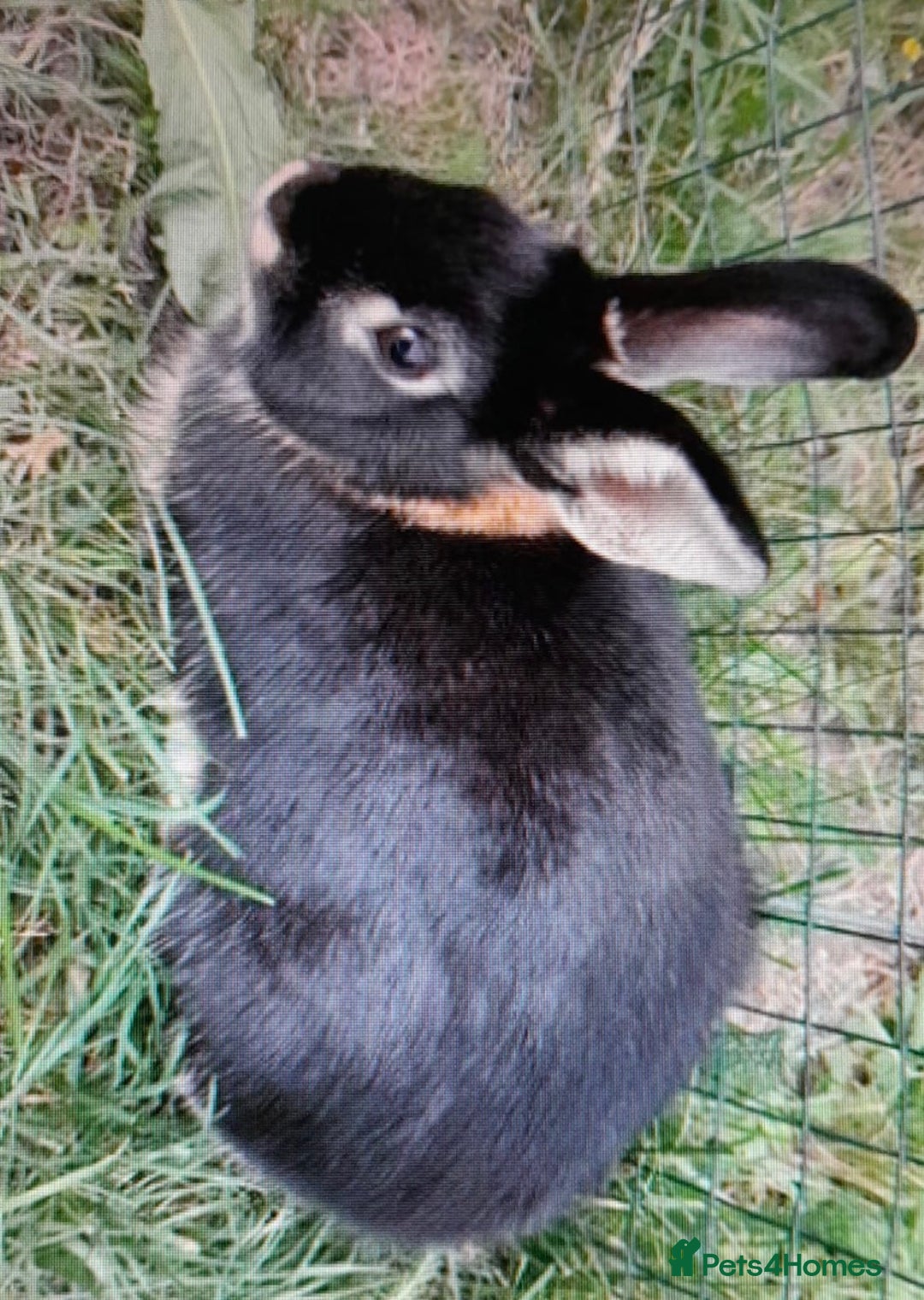 Mixed Breed rabbits for sale: Beautiful black tan rabbit  - Advert 2