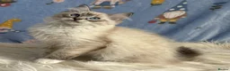 Ragdoll cats for sale: Beautiful TICA Registered Ragdoll Kittens - Advert 6