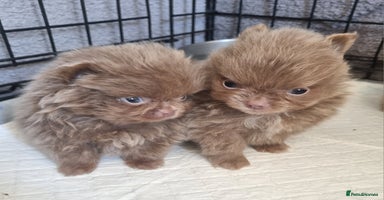 Pomeranian dogs - Advert 1