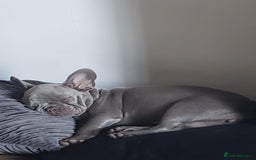 French Bulldog dogs for sale: French bulldog (silver/blue) - Image 1