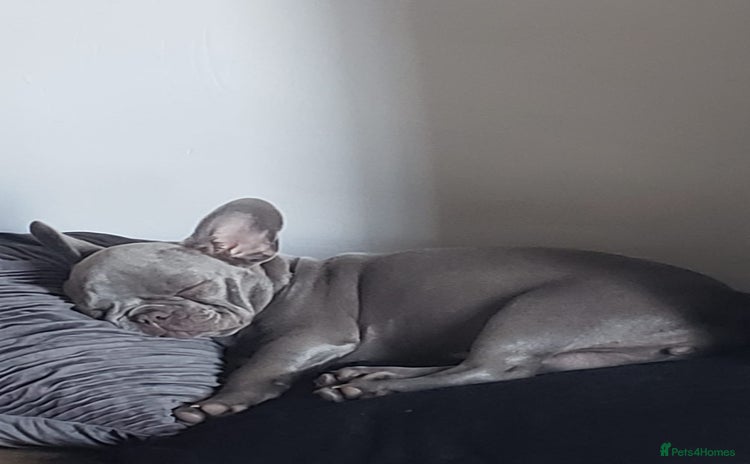 French Bulldog dogs - Advert 11