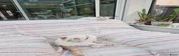 Mixed Breed cats for sale: Beautiful sisters are looking for a loving family  - Advert 5