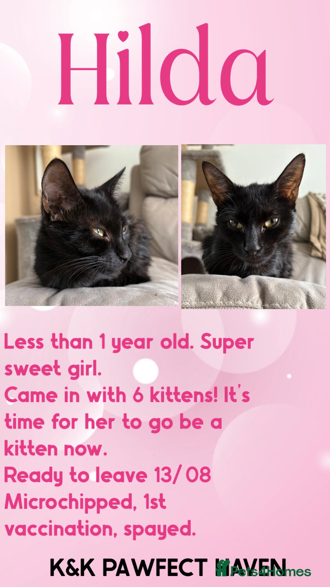 Domestic Shorthair cats for sale: Kittens and cats for adoption.  - Image 18