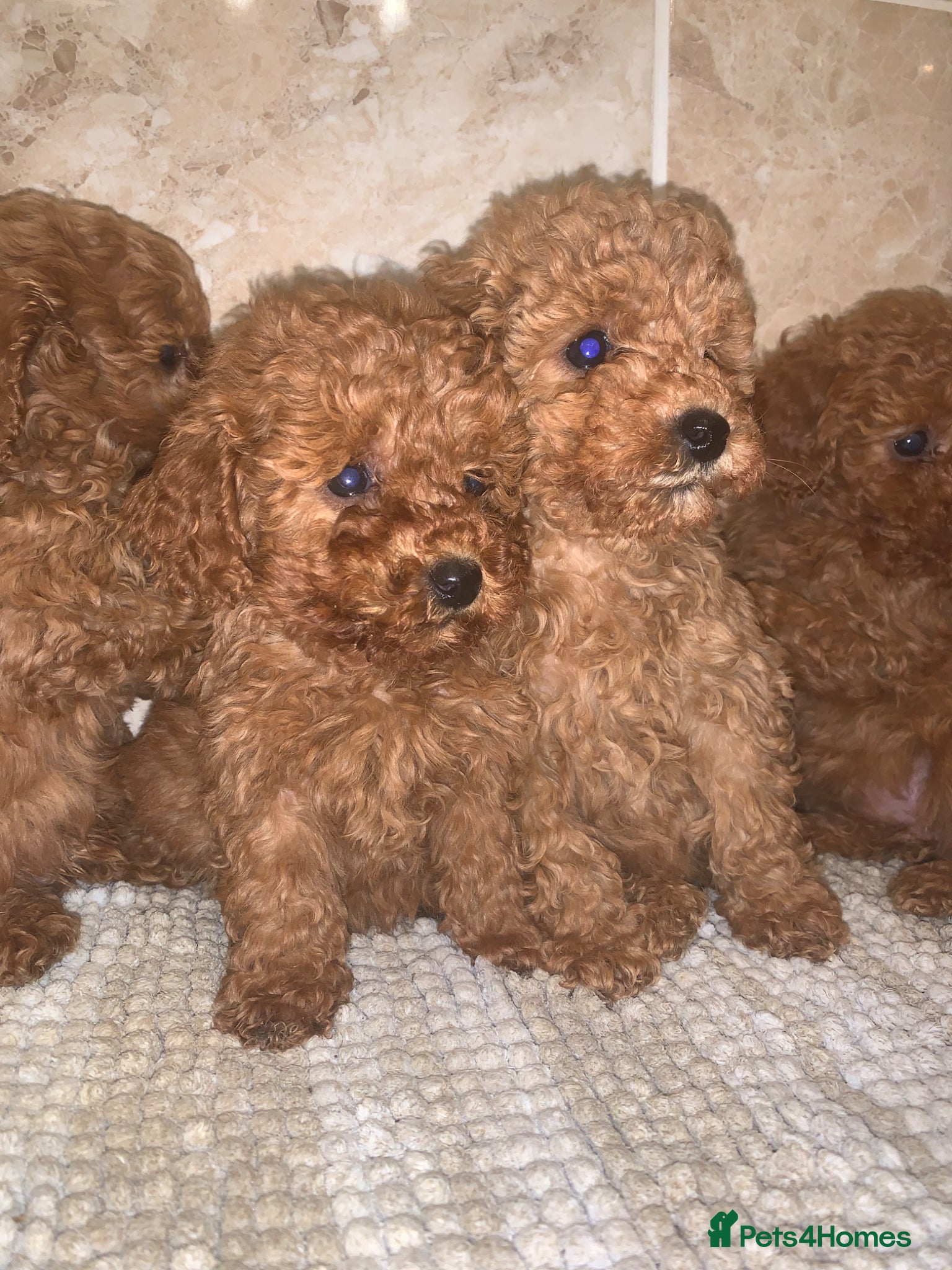 Toy Poodle dogs Beautiful Red Toy Poodle Puppies For Sale - Advert 2