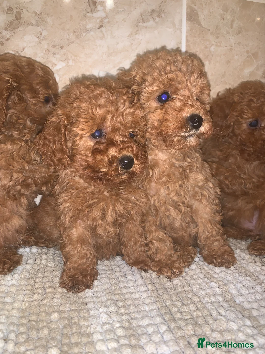 Toy Poodle dogs for sale: Beautiful Red Toy Poodle Puppies For Sale - Advert 2