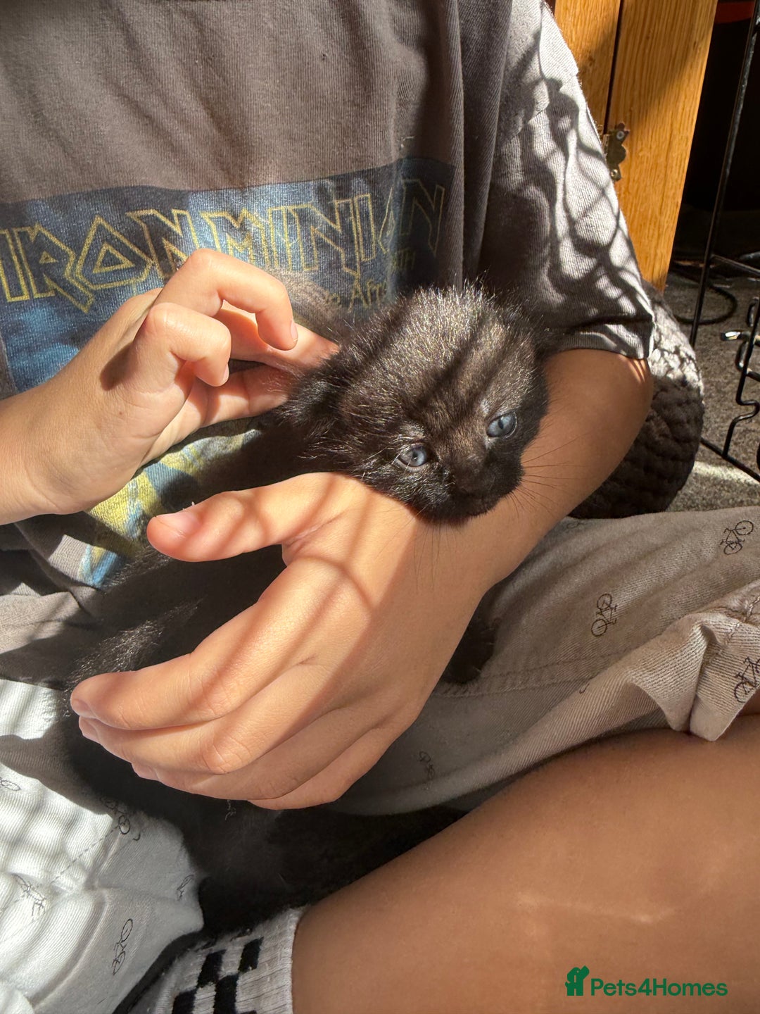 Mixed Breed cats for sale: 2 Beautiful Black Tabby Kittens - Image 2