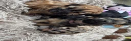 Yochon dogs for sale: Beautiful puppies looking for loving homes - Advert 10