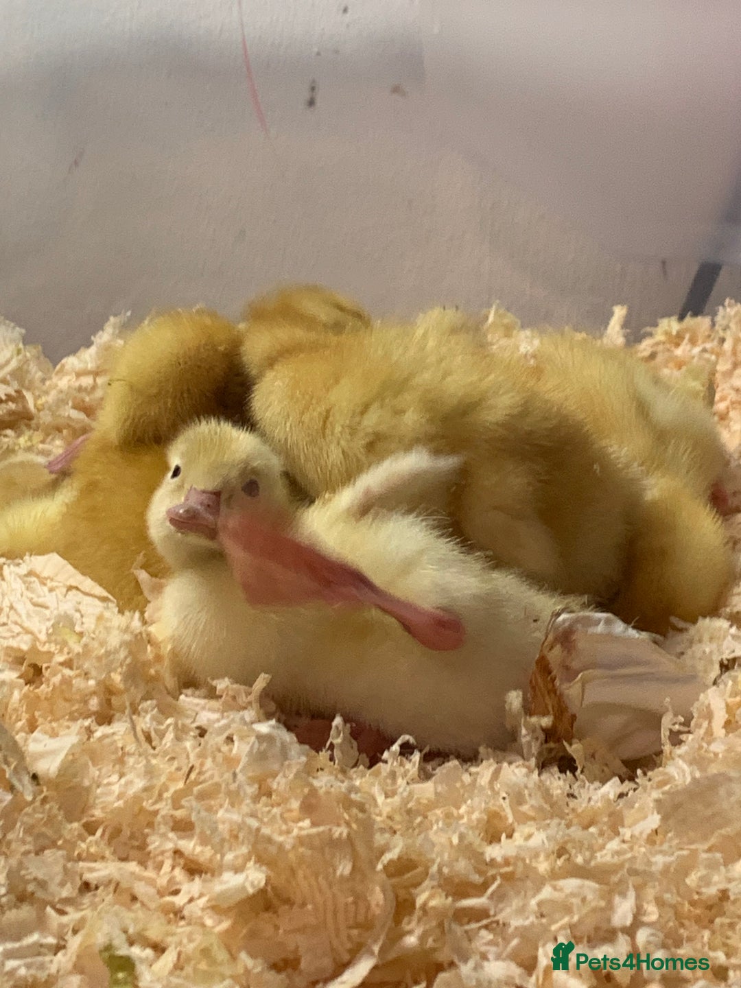 Canaries birds for sale: Pekin ducklings  - Image 2