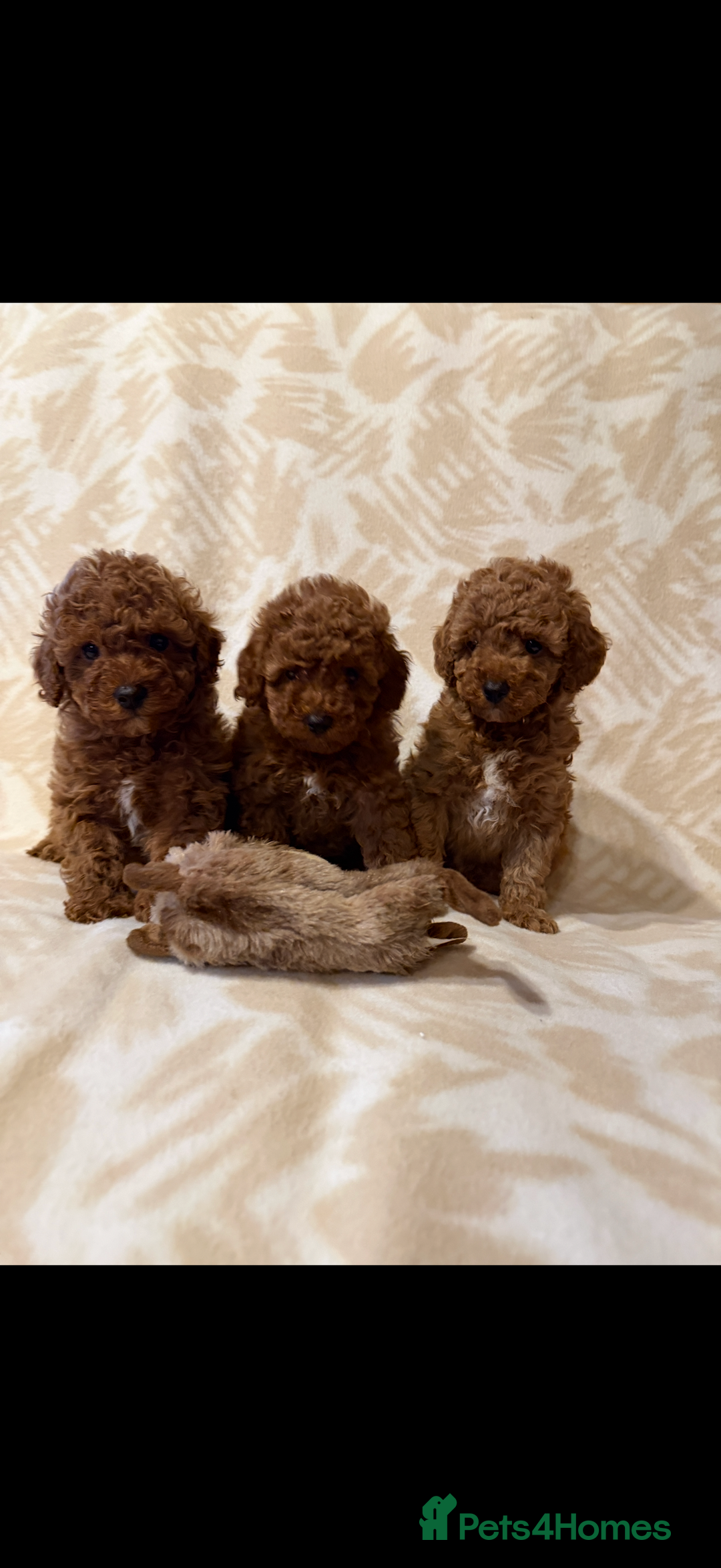 Toy Poodle dogs for sale: Beautiful toy poodles  - Advert 3