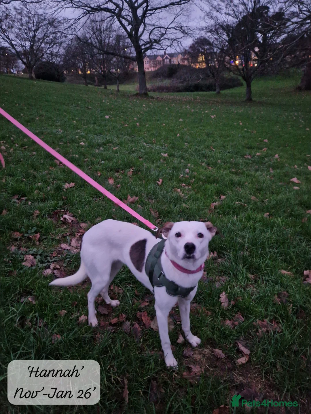 Mixed Breed dogs for adoption: Hannah, 2-3 yrs old. Available for adoption. - Advert 4