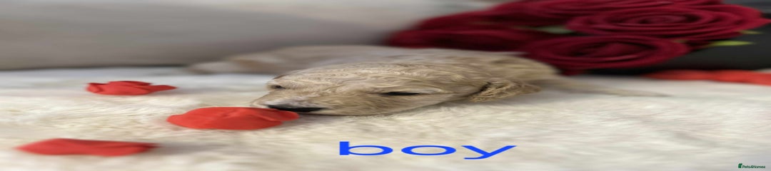 Cockapoo Puppy 1