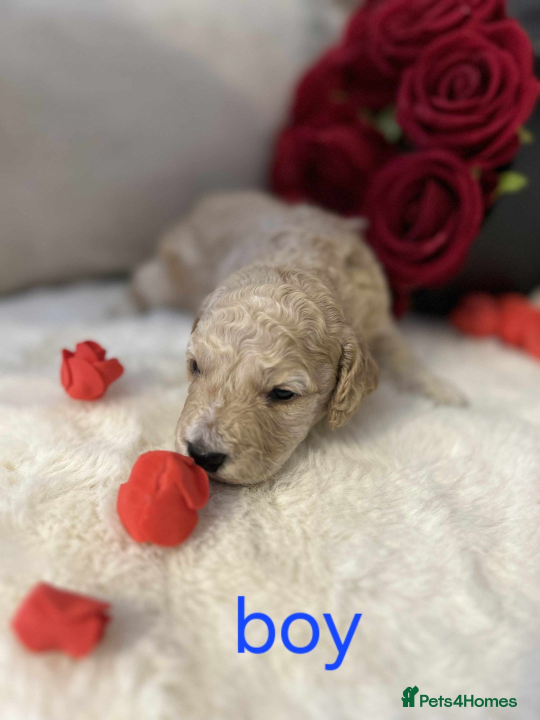 Cockapoo dogs for sale: Beautiful Cockapoo Puppy's  - Image 3