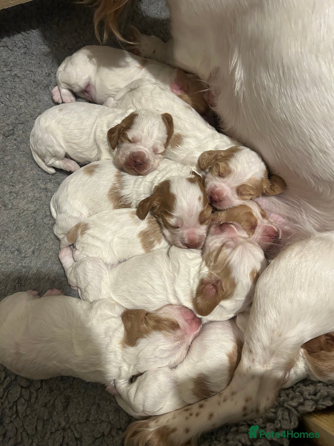 Cocker Spaniel dogs for sale: Working cocker pups - Advert 1