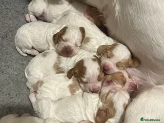 Cocker Spaniel dogs Working cocker pups - Advert 9