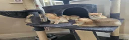 British Shorthair cats for sale: British golden kitten - Advert 3