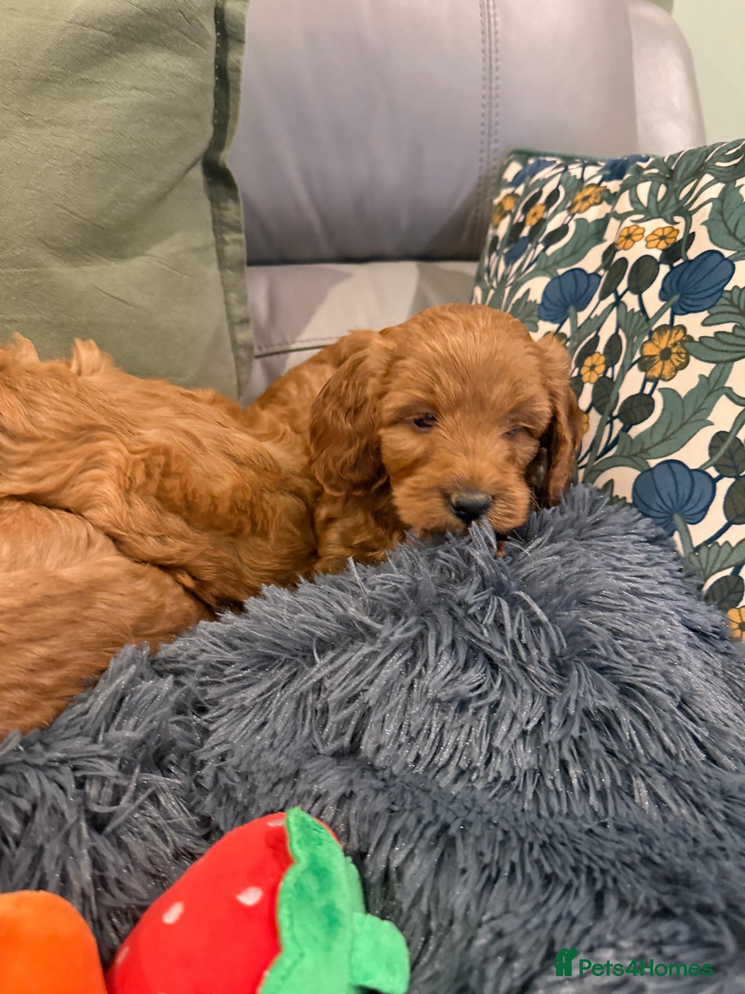 Cockapoo dogs for sale: MINI F1b COCKAPOO Puppies - Advert 9