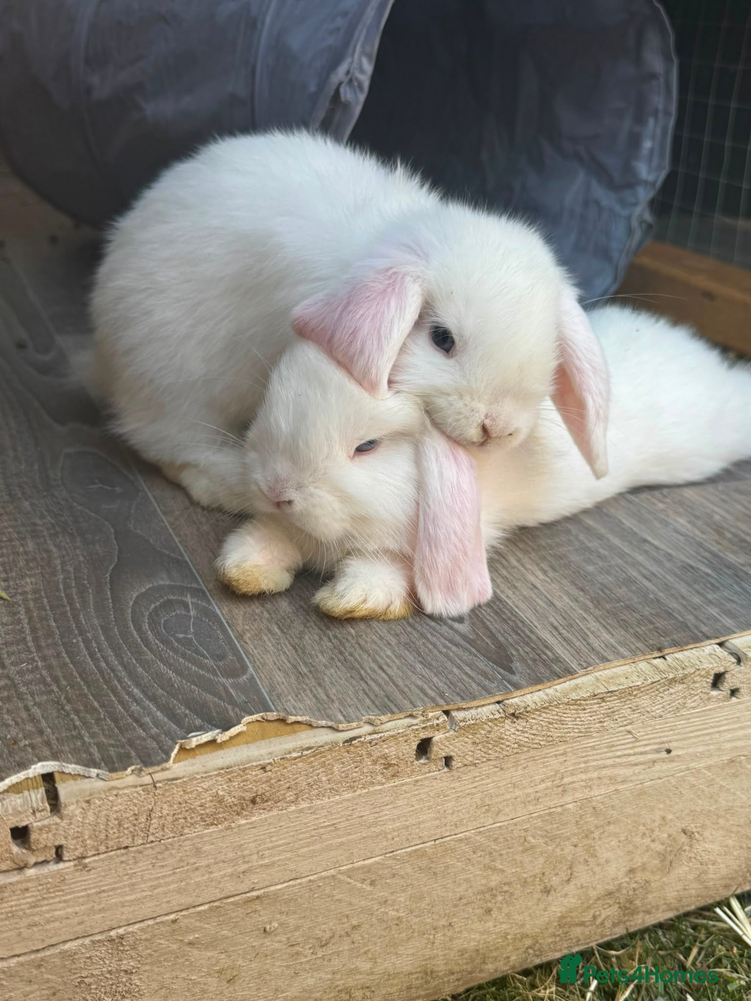 Mini Lop rabbits Mini lop babies ready for their forever homes  - Advert 2