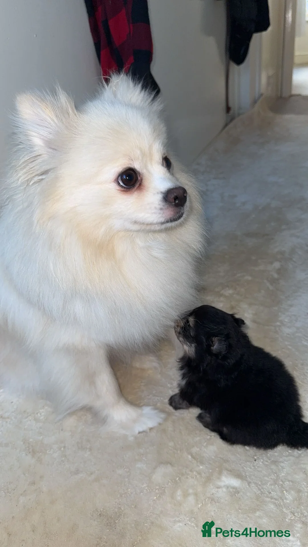 Pomeranian dogs for sale: Teddy Bear Pomeranian Puppy! CHAMPION BLOODLINES - Advert 11