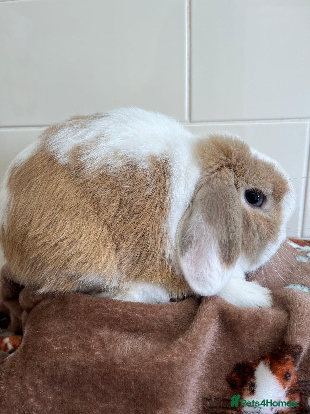 Mini Lop rabbits for sale: 2 ADULT MALES FOR SALE TO LIVE SEPARATELY  - Image 5