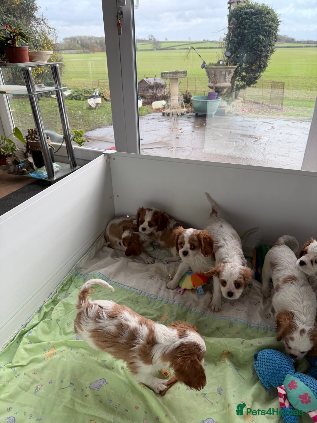 Cavalier King Charles Spaniel dogs for sale: Kc registered cavalier king charles puppies - Advert 18