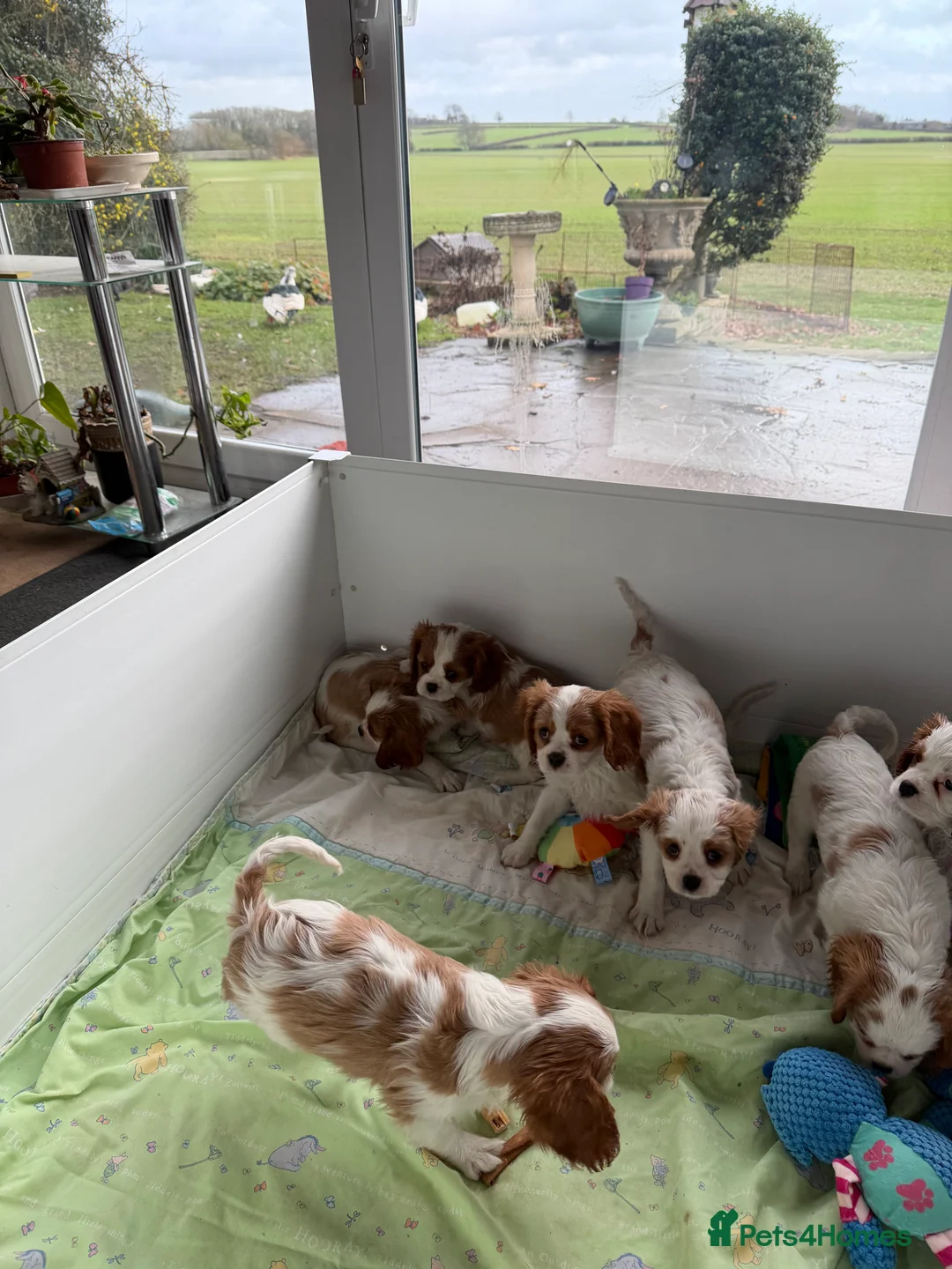 Cavalier King Charles Spaniel dogs for sale: Kc registered cavalier king charles puppies - Advert 19