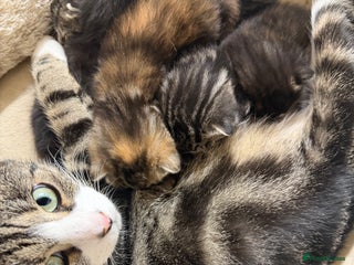 British Shorthair cats Adorable Kittens, Will be Ready from 22 December! - Advert 1