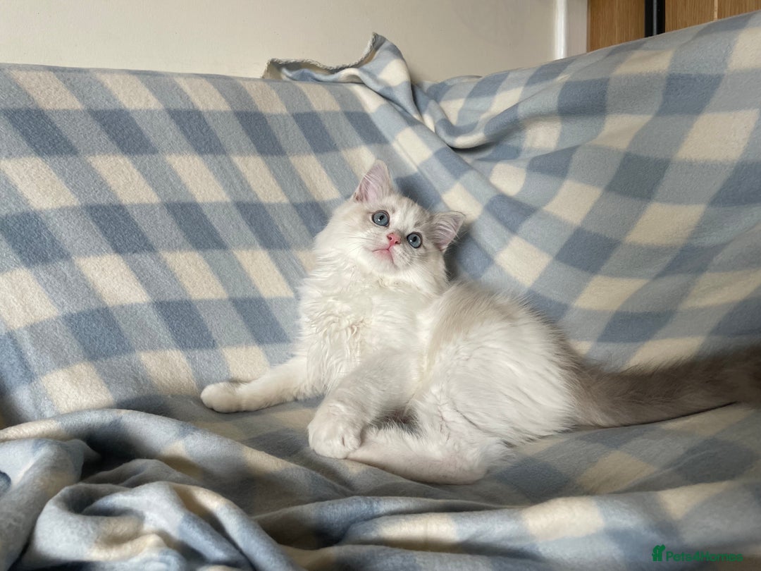 Ragdoll cats for sale: 🌸Extensively health tested Tica Ragdoll kitten🌸 - Image 5