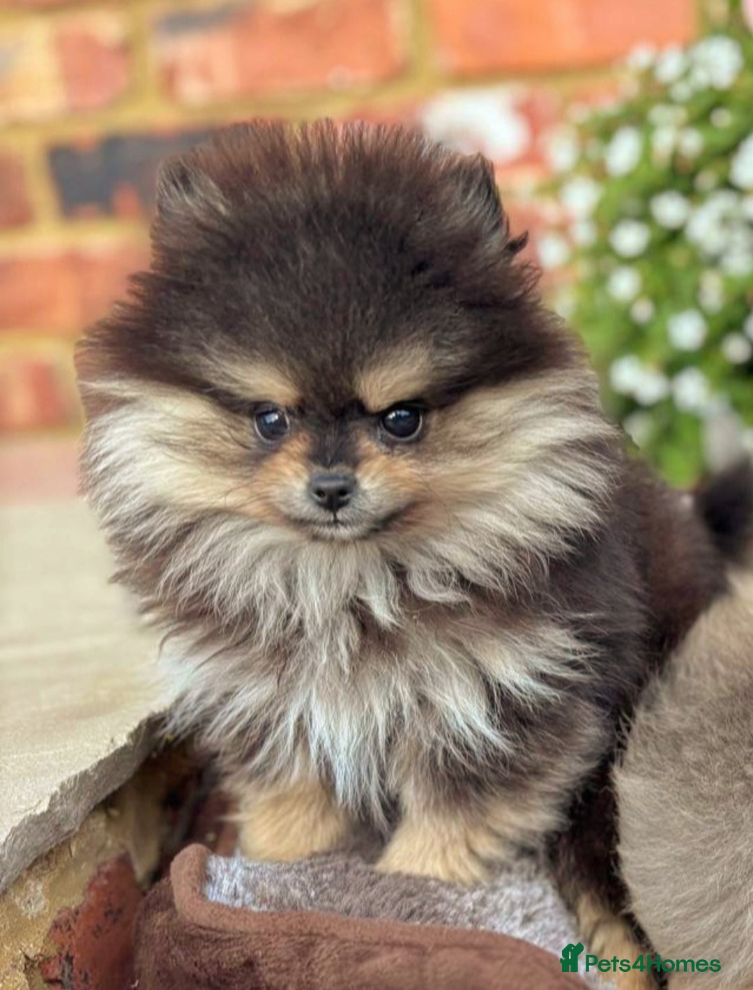 Pomeranian dogs for sale: Stunning Pomeranian Boys - Image 3