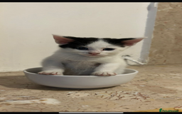Mixed Breed cats for sale: Beautiful Female kitten  - Image 3