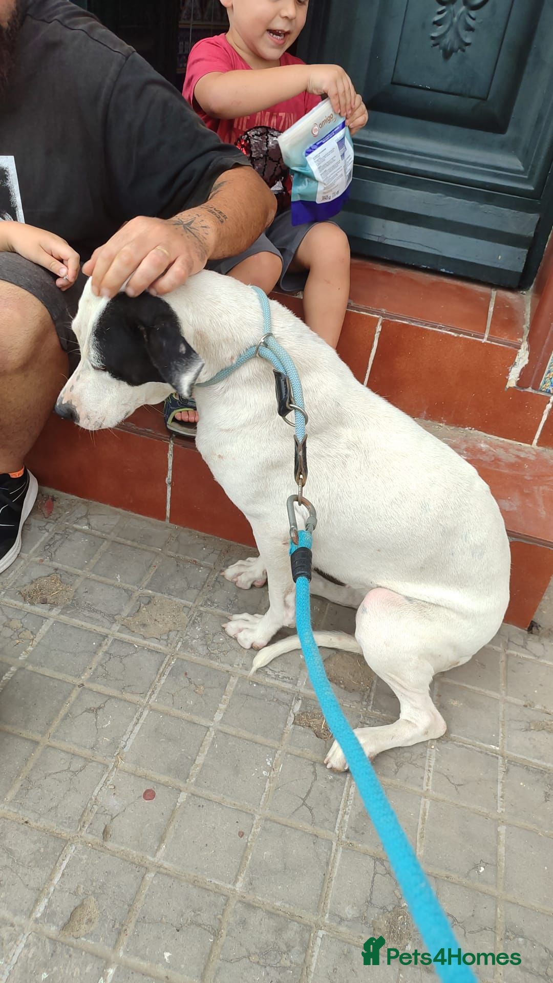 Mixed Breed dogs for adoption: KENYA: Loves Everyone and Everything! - Advert 2