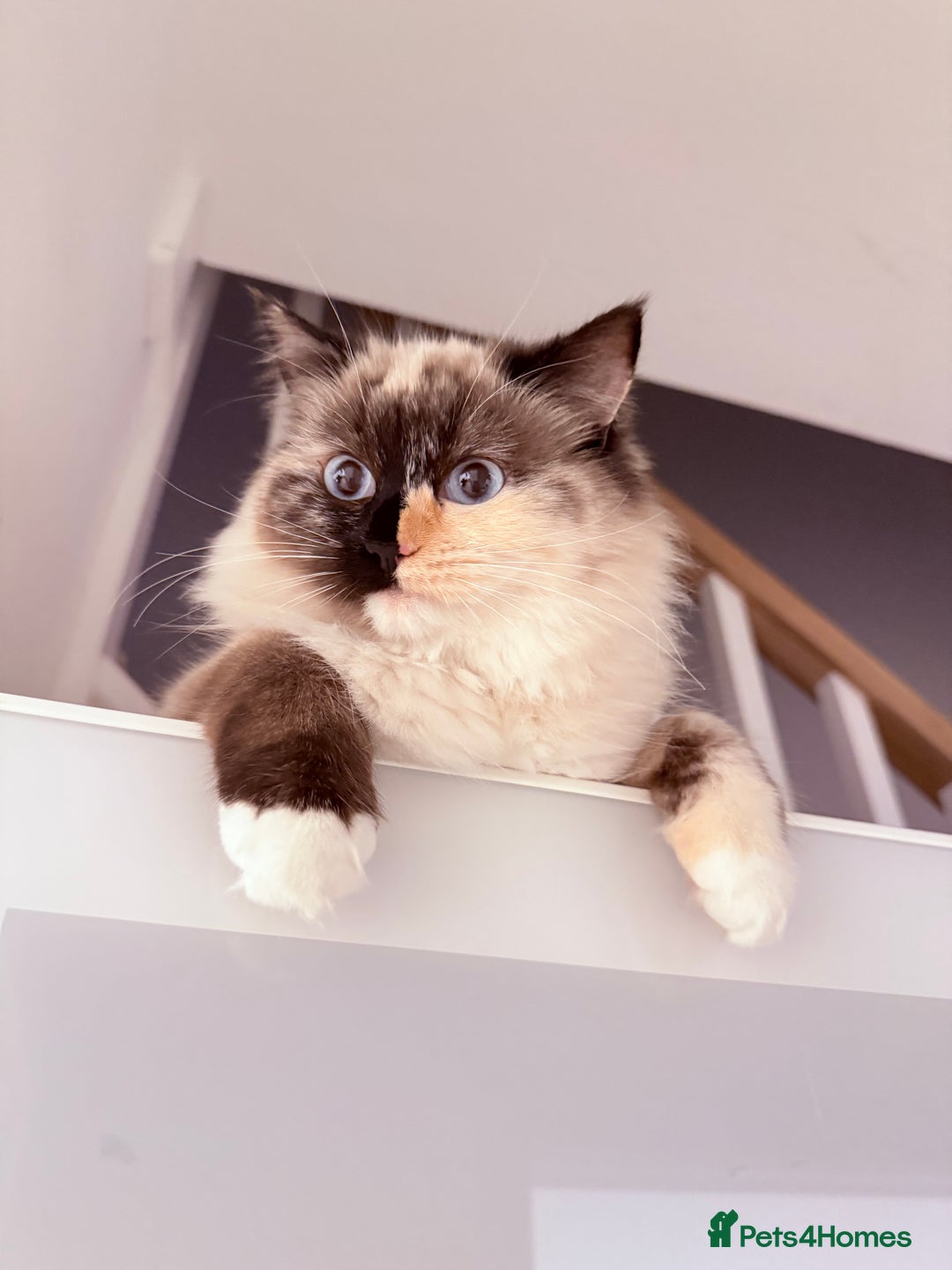 Ragdoll cats for sale: A very happy ragdoll girl  - Advert 1